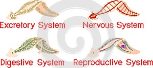 Nervous, Reproductive, Digestive and Excretory system of planaria flatworm photo